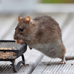 Image by Mark Philpott, shared via the Creative Commons license. 