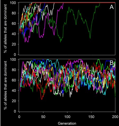 This shows gene flow's ability to counteract natural selection. In the top panel (A), there is no gene flow, and selection removes one allele from the population as expected. In contrast, in the lower panel (B) there is a high level of gene flow, and selection never manages to remove the harmful recessive allele from the populations.