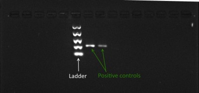 This is a gel from an extraction method that completely failed. The two bright bands are control samples to ensure that the PCR and Gel worked correctly. If any of the other samples had worked, they would have shown up as similar bright bands. Thus, since my controls worked, but my samples did not, I concluded that this method does not work well for my samples. 