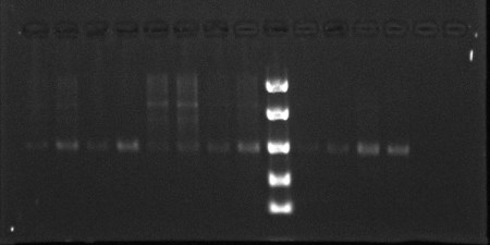 This is a gel from a method that actually worked. This time, you will notice that nearly every well has a band, indicating that the extraction worked (the cells without bands were negative controls). You will also notice that some of these are smeared. That is because I was testing several methods, and I will not be using the method that produced the smears. 