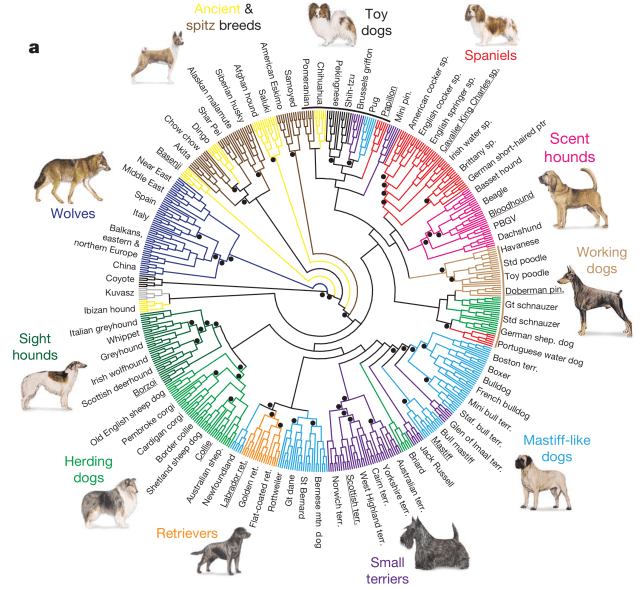 Cladogram of dog breeds. Figure 1a from vonHoldt et al. 2010.