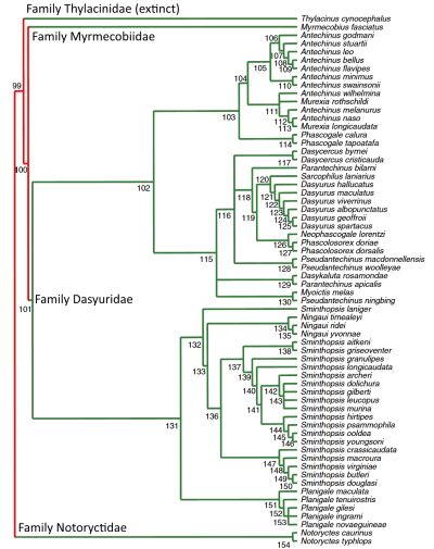 A phylogenetic tree of several marsupial families. Figure 7 from Cardillo et al. 2004.