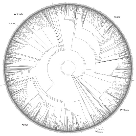 Phylogenetic tree of life on planet earth. Via the University of Texas.