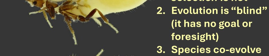 evolution rove beetle termite mimic natural selection random mutation